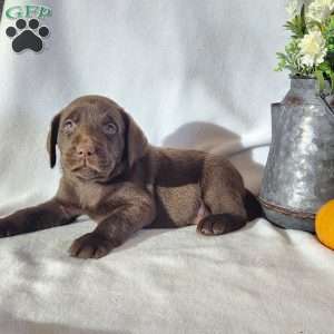 Flash, Black Labrador Retriever Puppy